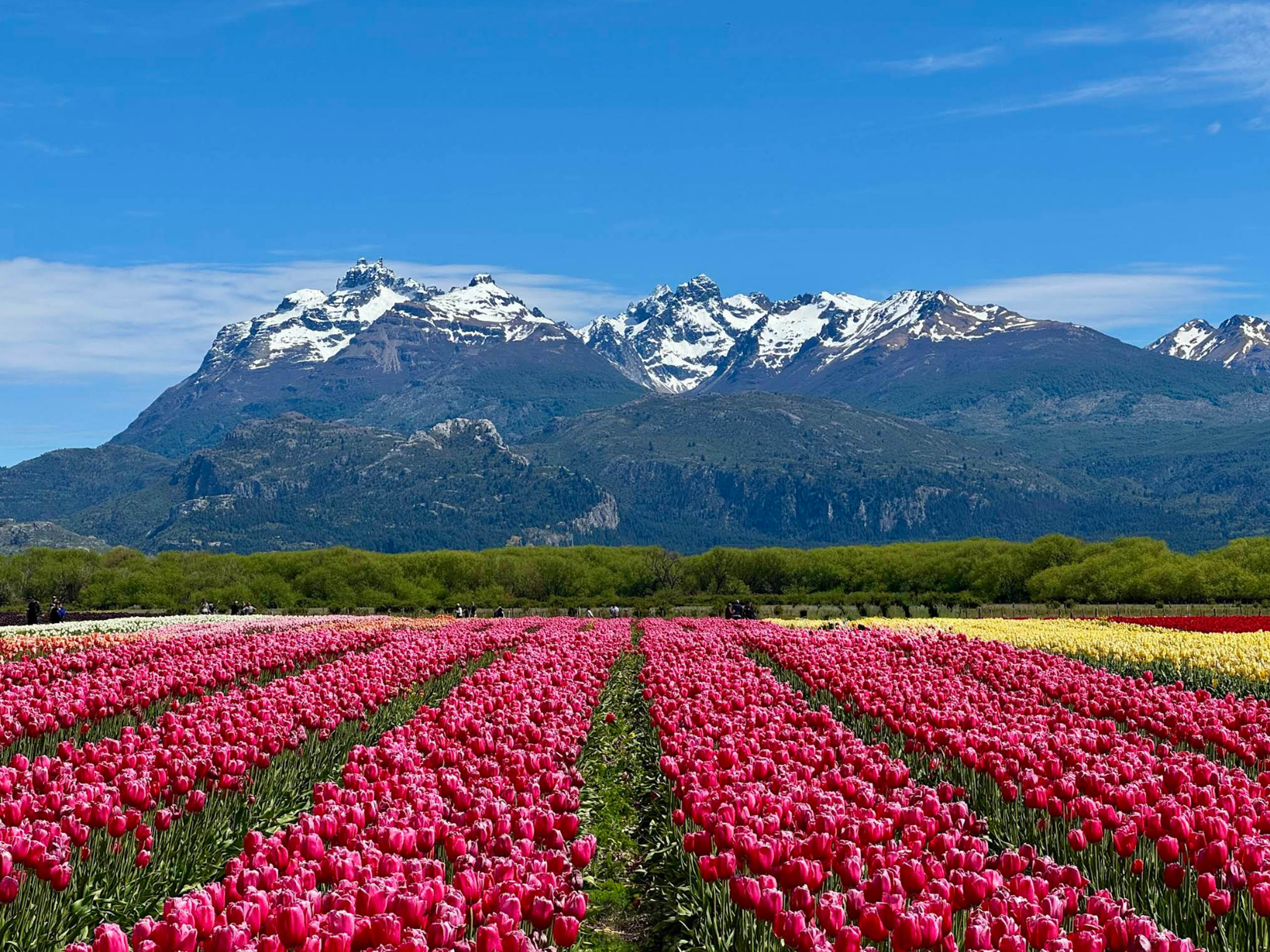 We-Che Nature Art Residency: October and thhe 5 million tulip field at the foot of pre-andean mountains (5 minutes walk)